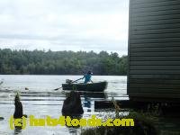 /home//u458753944/public_html/sourcegallery/////////////////////////////////////Frogs/Bullfrogs 2016-08 Ontario/P8140098.JPG